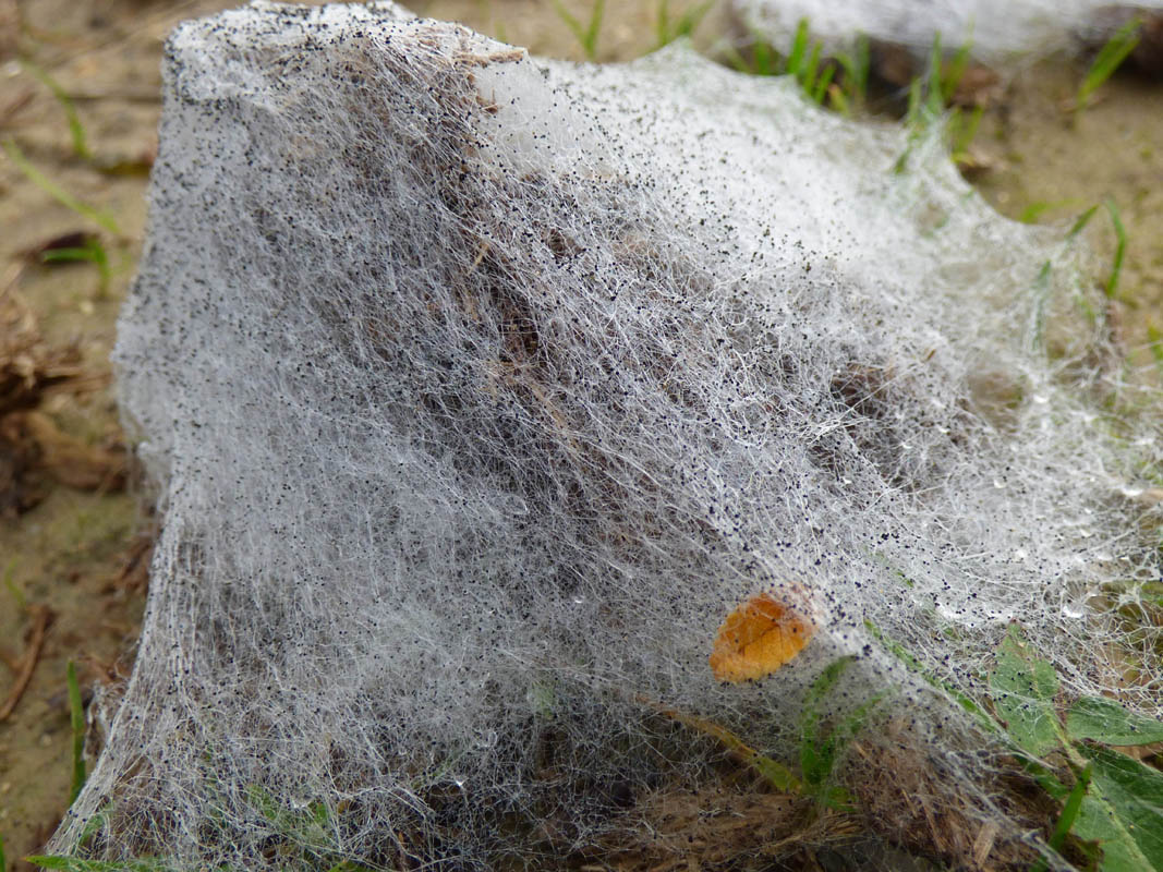 Joli voyage incongru